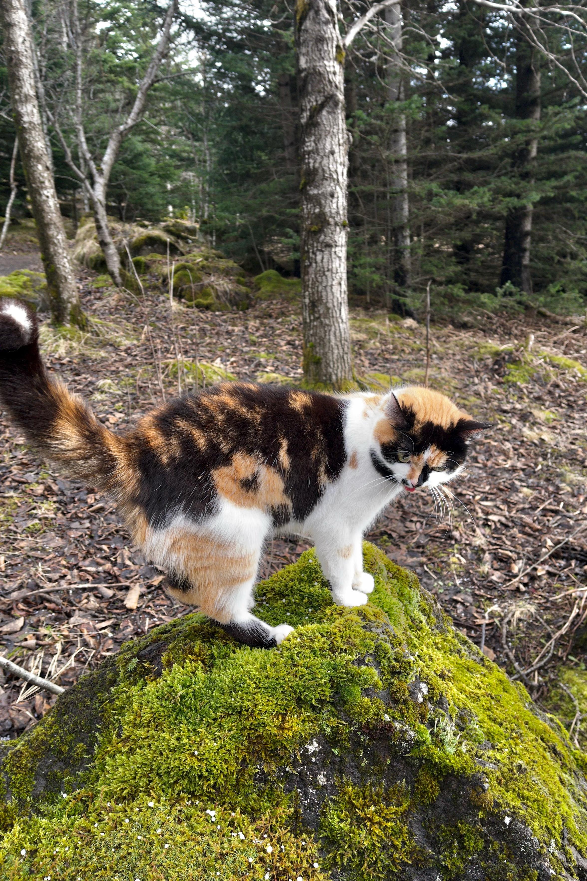 A calico patterned cat stands on a mossy rock