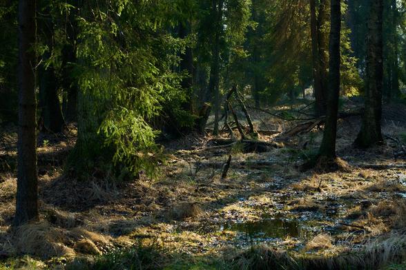 Dense coniferous forest growing in a swampy area. The upper two-thirds of the frame are a dense tangle of trees. Most of them are in shadow. In the foreground, dry grasses and marshy swampy terrain with water. In the center of the frame, a pile of thick, old branches. Rays of sunlight penetrate between the trees, illuminating the marshy ground and some of the green branches.