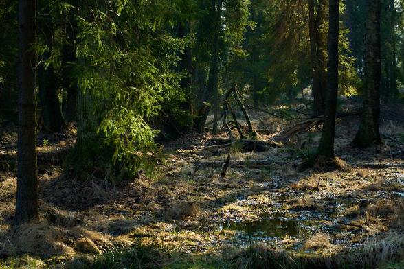 Dense coniferous forest growing in a swampy area. The upper two-thirds of the frame are a dense tangle of trees. Most of them are in shadow. In the foreground, dry grasses and marshy swampy terrain with water. In the center of the frame, a pile of thick, old branches. Rays of sunlight penetrate between the trees, illuminating the marshy ground and some of the green branches.