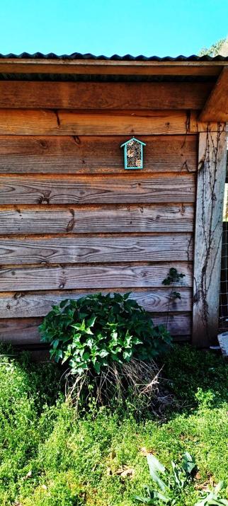 A teal colored bamboo bee house for pollinators hangs, nailed to the side of a honey colored, wooden hen house. A stinging nettle bush stands below and to the left of the bee house with fresh Spring growth. Tiny, barely visible flowers dot the weeds and grasses surrounding the building and plant. Above the hen house, a bright blue, cloudless sky.