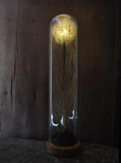 A delicate glowing dandelion light is encased in a tall glass dome with a wooden base. Inside the dome, fine, wispy dried plant stems surround the light, resembling a glowing seed or a tiny sun caught in a tangle of branches. The scene is set against a dark wooden background, enhancing the warm, ethereal glow of the light.