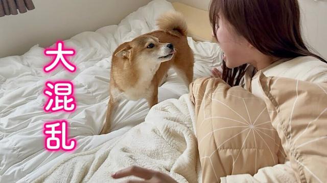 いるはずのないママが布団の中にいてパニックになる柴犬が可愛い