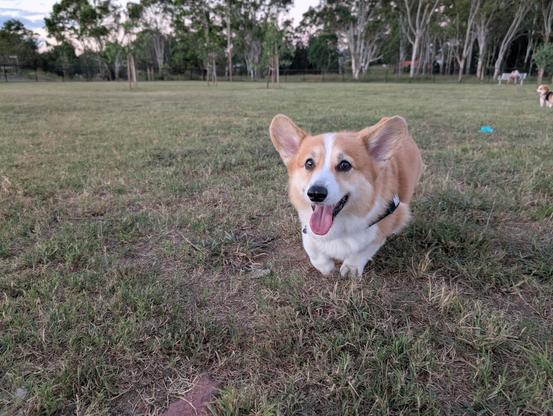 Mack the corgi runs towards the camera. He appears to be in a grassy field with trees in the distance. Arya is in there kinda too