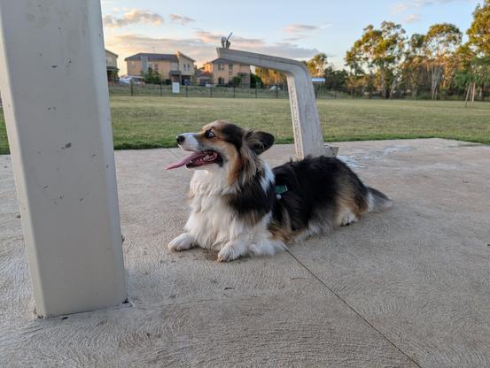 Reggie the tricolour fluffy corgi lays on a concrete slab a public water bubbler is behind him. In the distance there is a grassy field and then trees and houses beyond that.