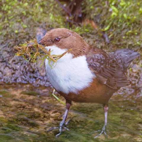 A dipper in shallow water with some moss in it's beak
