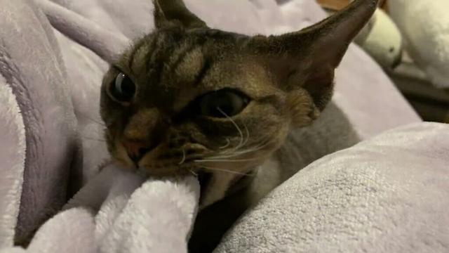 デボンレックス弟が私に添い寝してくれました(Devon Rex cat lying beside me)