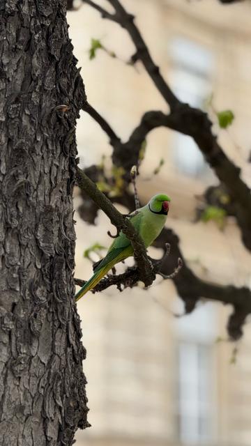 Ein Halsbandsittich im Baum