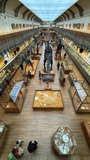Blick von oben in den Raum einer paläontologischen Ausstellung
