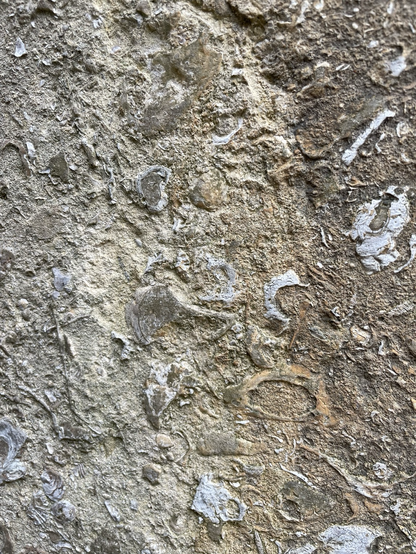 A rough grey and gold grainy rock with shell fossil fragments