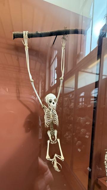 Skelett eines kleinen Affen, hängend an einem Ast in einer Vitrine.