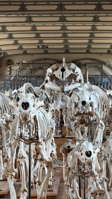 Verschiedene große Skelette unterschiedlicher Tiere, darunter ein Wal, frontal auf den Betrachter gerichtet. Man sieht die Decke des Ausstellungsgebäudes.