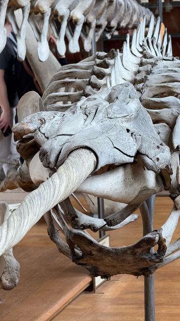 Nahaufnahme des Schädels eines Narwals, das lange gedrehte Horn ragt aus dem Schädel heraus.