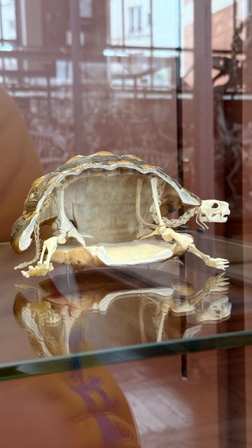 Skelett einer Schildkröte in einer Vitrine, aufgeschnitten so dass man in den Panzer sehen kann.