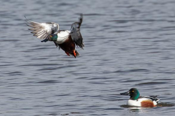 Two male Northern Shoveler ducks at a lake in Belmar Park in Lakewood, Colo. One is flying while the other looks on from the lake.