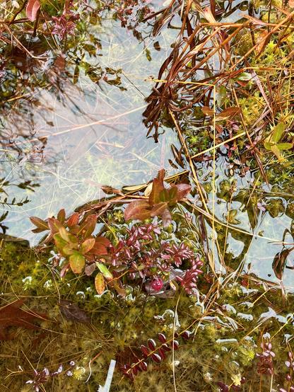 Submerged moss, pine needles and an oak leaf. Cranberry plants are growing in the water, and there is one red cranberry in the lower portion of the photograph.