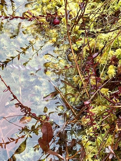 Submerged moss and moss above the water line, stems of cranberry plants, and one red-black cranberry in the upper portion of the photo.