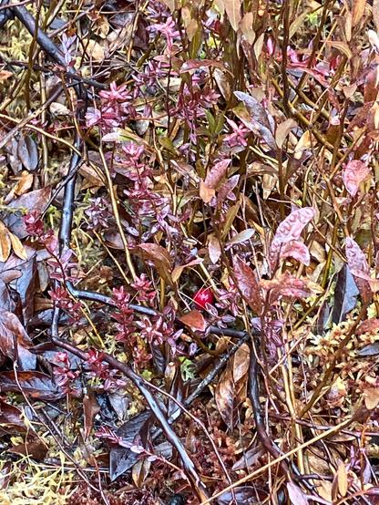 Twigs and the red leaves of cranberry plants, water seeping up everywhere, and one red cranberry near the center of the photo.