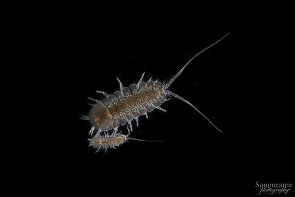 A nine segmented medium brown with lighter brown and tan patterning little critter with long antenna. It is an aquatic relative of the "rolly pollies" you have in your backyard. There is a smaller one under the larger one, just a younger one. It gives a parent and child vibe to the image, although that would be really unlikely to actually be the case.