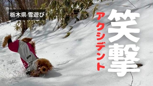 【スキー場・雪山編#8】笑撃アクシデント！　イングリッシュコッカースパニエル「みみ」 の気持ち