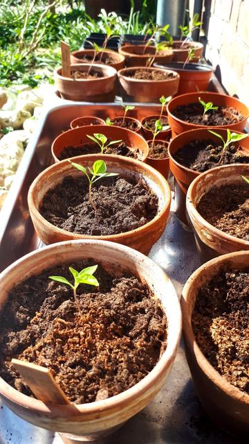 A collection of small terracotta and plastic pots containing young chilli seedlings . I put the pots in two stainless steel trays. The trays are outdoors in a sunny spot against a house wall. The pots contain two varieties of chilli: lemon drop and black heart. The small plants are just beginning to sprout, with a few leaves emerging.