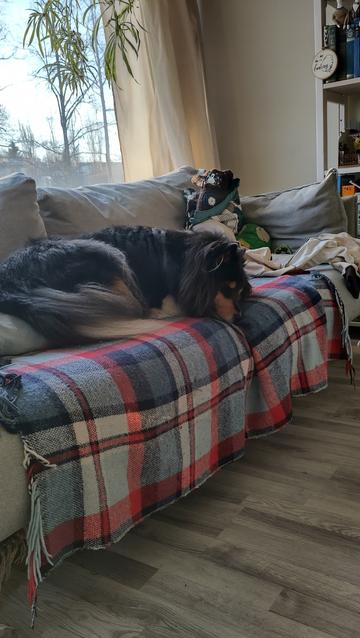 Koira nukkuu sohvalla.