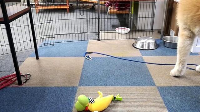 秋田犬会館配信！