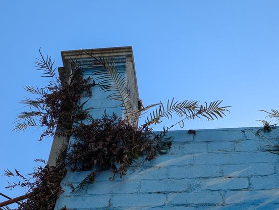 The image shows a blue-painted brick wall with a chimney-like structure at the top. The wall is textured with visible bricks, and the paint appears slightly weathered. A plant with long, thin leaves is growing on the wall, with some of the foliage appearing dry and brown. The sky in the background is a clear, bright blue, indicating a sunny day. The plant is positioned on the left side of the chimney, with its leaves extending towards the right. The overall scene suggests a building that is not regularly maintained, as evidenced by the overgrown plant and the weathered appearance of the wall.