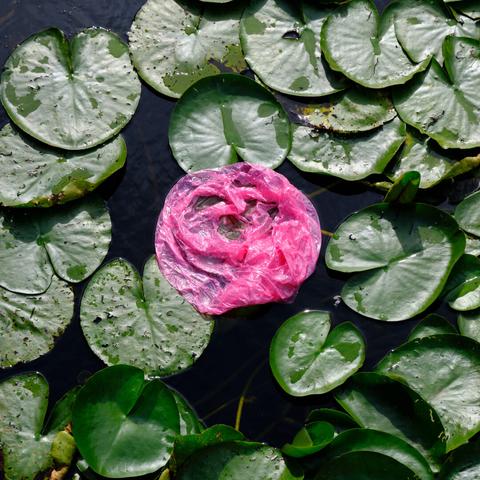 Plastic pollution in the lily tree