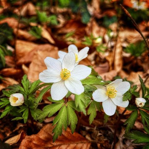 Forestflower