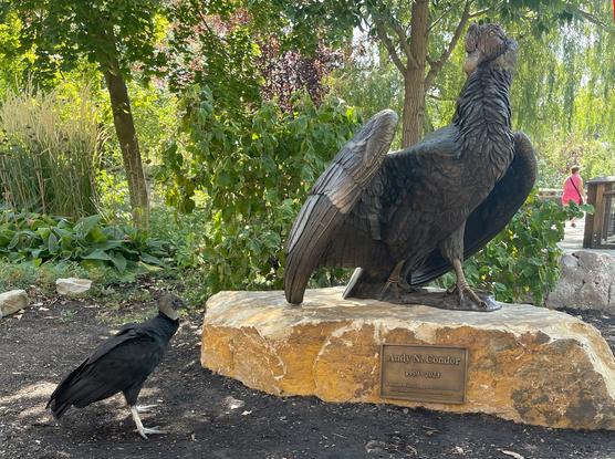 A life-sized bronze memorial statue of Andy N. Condor, an Andean Condor, stands on a flat rock base at Tracy Aviary in Utah.  At the left, Chewie, a much smaller black vulture, looks up at the statue.

The sculptor is Adam Matano.