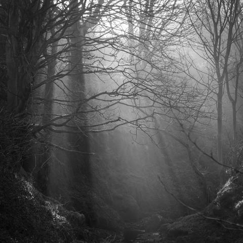 The sun's crepuscular rays shine through hazy mist into a small wooded valley