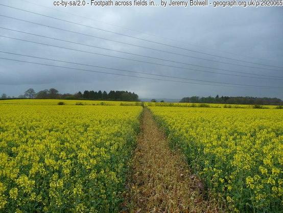 A gey cloudy sky above a field of bright yellow blossom. The crop is Oil Seed Rape, or Canola. A bare soil footpath through the crop runs straight up the middle of the picture, the sides converging on a vanishing point at the horizon