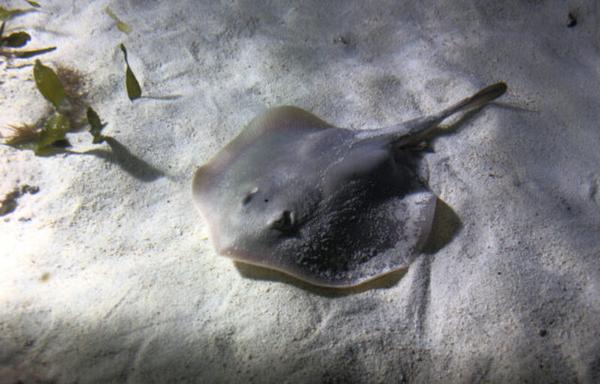 A skate, a flat fish with a broad, rounded body and a long spike for a tail. It rests on a sandy bottom studded with small aquatic plants.