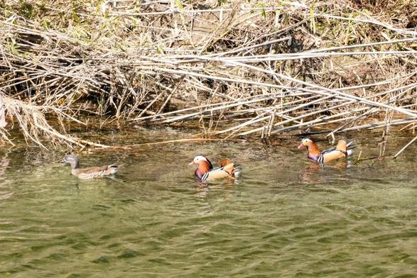 Three mandarin ducks on a river. A drably colored female swims out in front, followed by two colorful males.