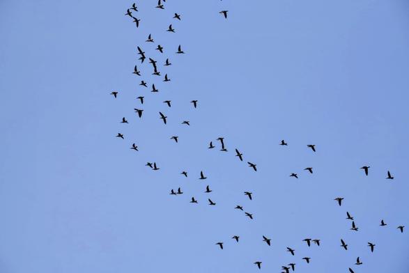 A flock of birds flying high against a blue sky. You can't see them well, but they're mandarin ducks.