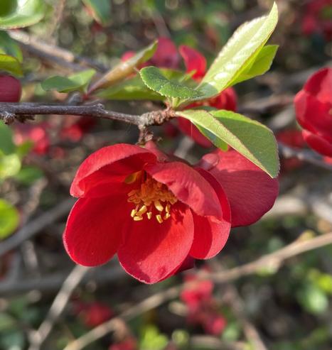 a quince flower - bright cardinal red flower with cupped petals, and cluster of very short yellow stamens inside