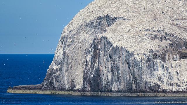 A colour photo of one side of a steep-sided island, with a clear cyan sky overhead and a calm blue sea. The more horizontal ledges of the island are painted white by guano and the overflow has almost completely covered the vertical faces. At 100% magnification, individual birds can be seen, covering every available nesting ledge of which there are many. Beyond the island, on the left, the air is full of birds arriving and departing.