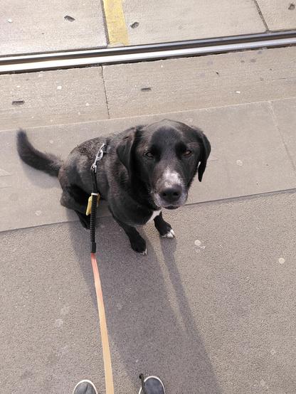 Schwarzer Hund schaut erwartungsvoll nach oben in die Kamera.