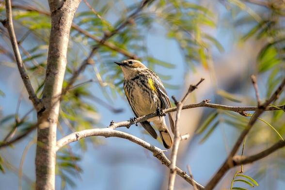 I was tracking this Yellow-rumped Warbler with my camera for quite some time. They are fast birds, fluttering out from a tree to catch a flying insect and quickly moving on to the next. It finally took an ever so brief pause and I snapped the shutter. This image was captured at Estero Llano Grande State Park in Weslaco, Texas in February.
AI Alt Text: A small bird with streaked plumage is perched on a branch, surrounded by leaves. Bright sunlight highlights the bird's feathers against a clear blue sky. Photography by Debra Martz
