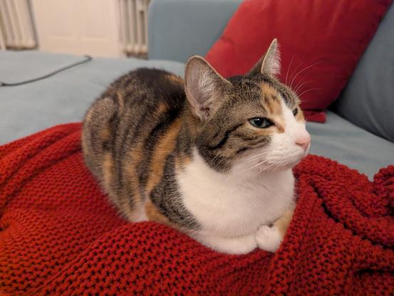 Three-colored cat sitting on a red blanket with her front paws folded inward.