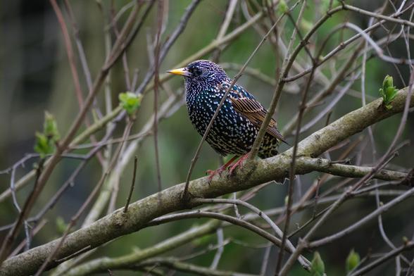 A starling perched on a branch amid leafless twigs, displaying iridescent plumage.