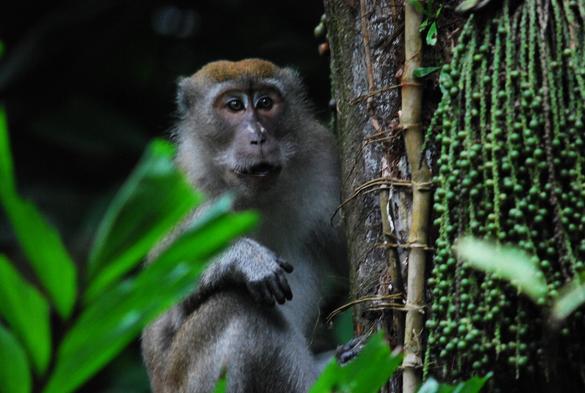A macaque next to a tree trunk in a rainforest.