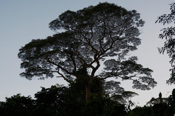 A tree silhouetted against the early evening sky.