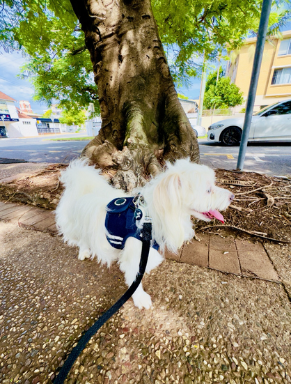 Rocket stands under a tree by the footpath during his morning walk in a suburban Brisbane street. There are houses in the background across the road.
