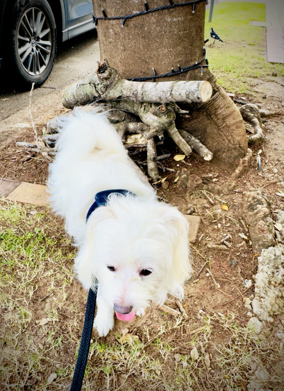 Rockets stands next to a pile of sticks at the base of a tree during his morning walk. He is happy because it’s the first time he’s found a stick library, with memory sticks for peemails. Rocky decided the read the sticks on site & left a post it for other doggy frens. Pawsome find for Rocky.