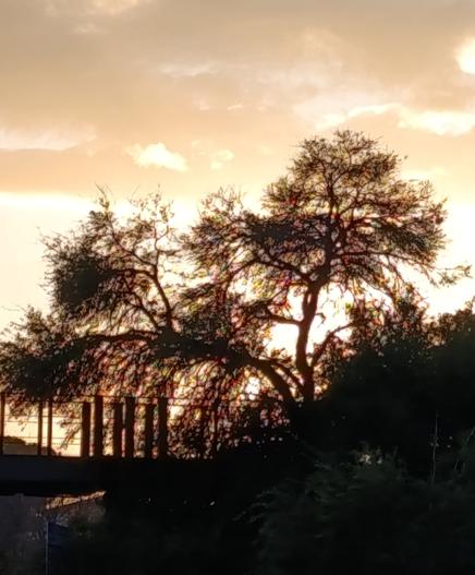 Il sole al tramonto filtrando tra i rami quasi spogli ed i riflessi delle foglie sembra addobbare l'albero con luci natalizie