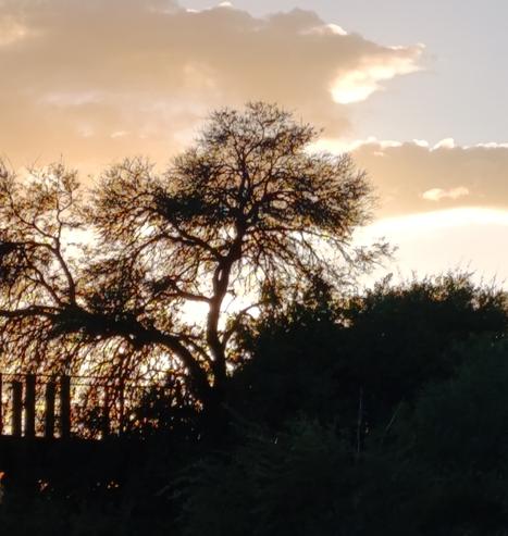 Il sole al tramonto filtrando tra i rami quasi spogli ed i riflessi delle foglie sembra addobbare l'albero con luci natalizie