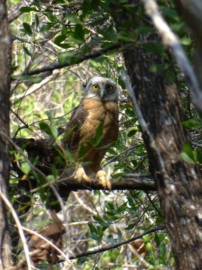 Rufous Owl (Ninox rufa)
LC Least Concern