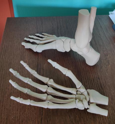 Rechtervoet zijaanzicht.
Rechterhand handpalm omhoog.