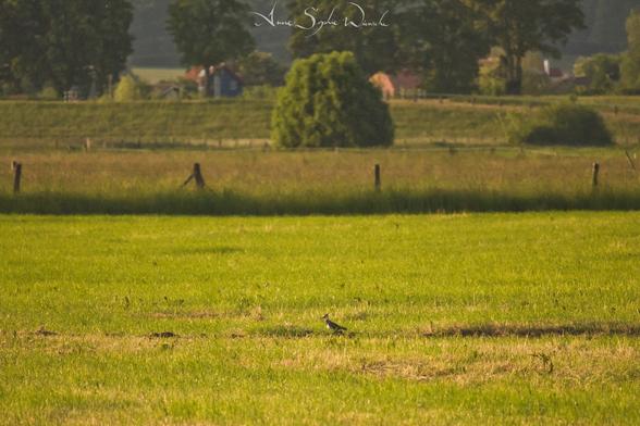 Ein Kiebitz auf einer Wiese im Feuchtgebiet Ohm-Wiesen bei der Radenhäuser Lache, im Ohmbecken Nähe Kirchhain. Der Vogel ist Teil eines von vielen NABU-Projekten, die auf den wiedervernässten Flächen Limikolen wie Bruchwasserläufer, Flussuferläufer, Großer Brachvogel, Grünschenkel, Kampfläufer, Sandregenpfeifer, Waldwasserläufer und Zwergstrandläufer und vor allem Kiebitzen einen geschützten Raum zum Rasten und Brüten geben sollen.